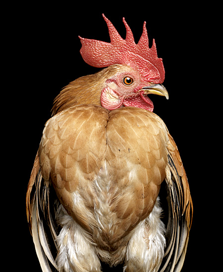 Chicken Beauty Contest