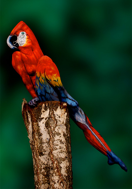 Parrot by Johannes Stotter