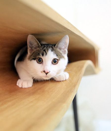 Cat Playground Table