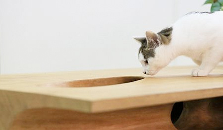 Cat Playground