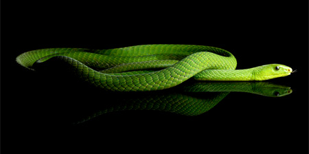 Beautiful Photos of Snakes