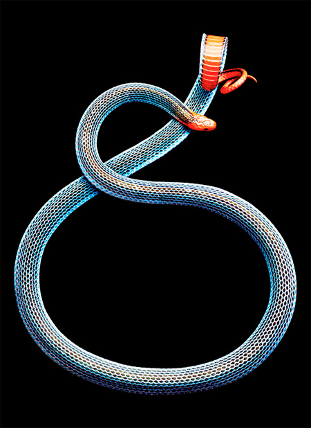 Snakes