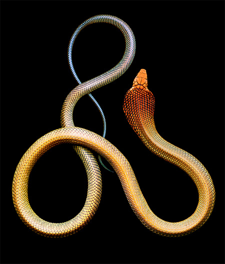 Mark Laita Snake Photography