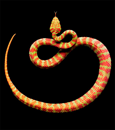 Beautiful Snakes