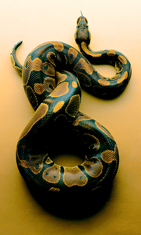 Snake Photos