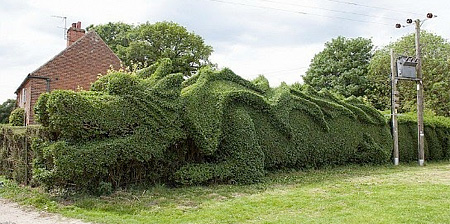 Dragon Hedge