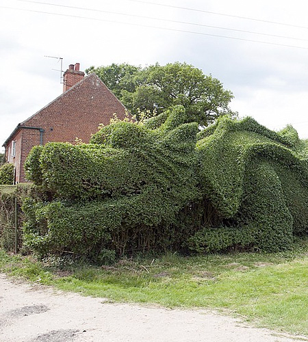 Dragon Shaped Hedge