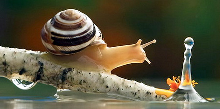 Close Up Photos of Snails