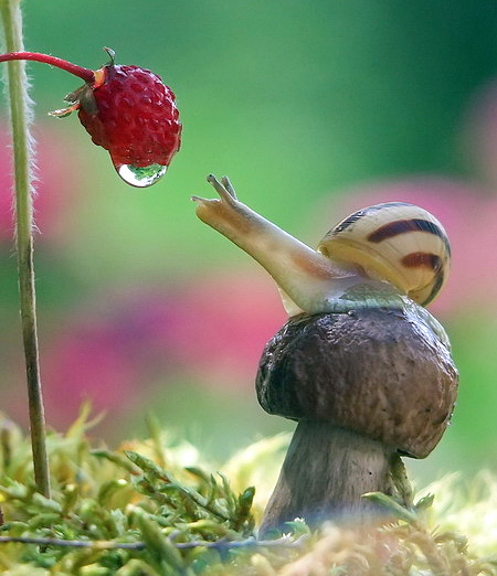 Macro Photos of Snails