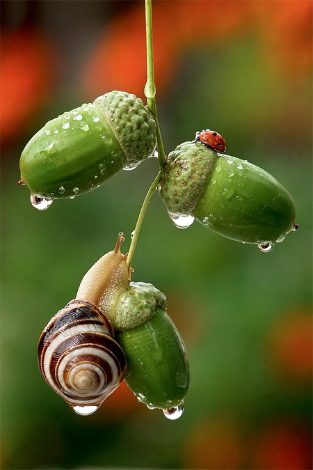Beautiful Photos of Snails