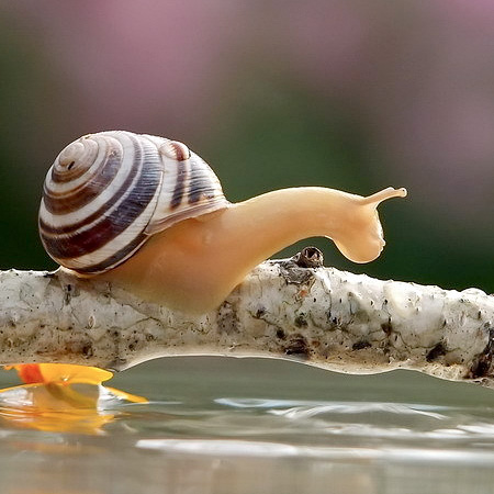 Creative Photos of Snails