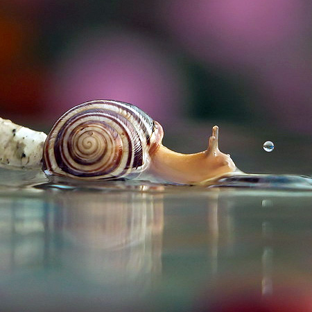 Vyacheslav Mishchenko Snails