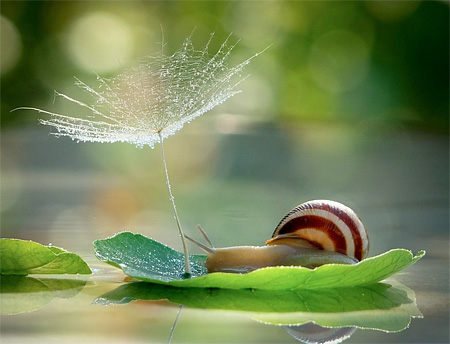 Snail Photography