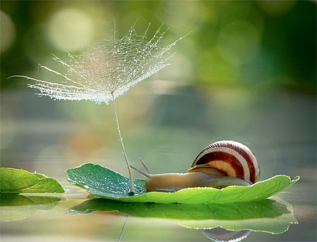 Snail Photography