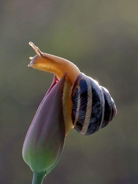 Vyacheslav Mishchenko Snail Photography