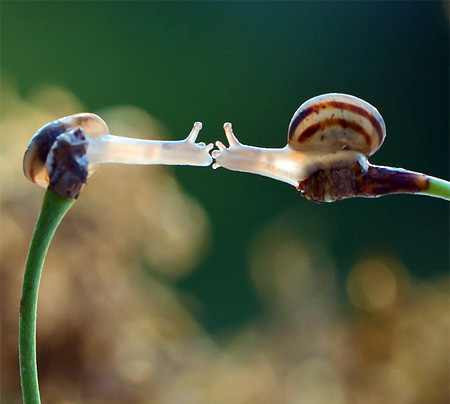 Macro Photography Snails