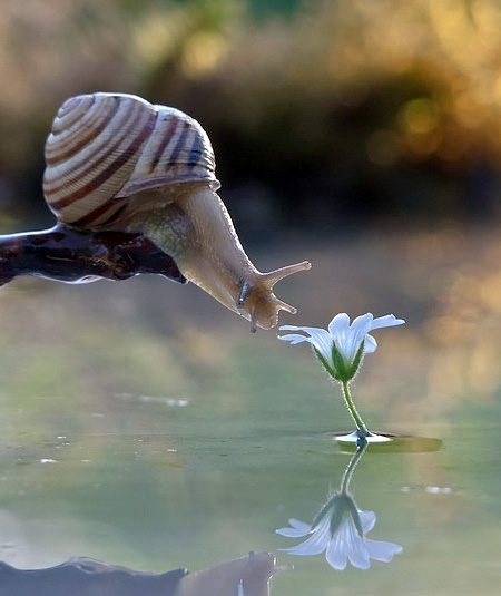 Life of Snail