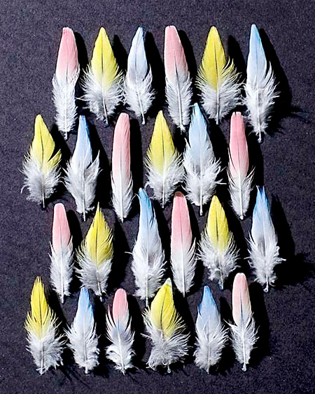 Feathers