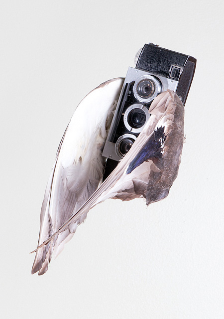 Camera Bird