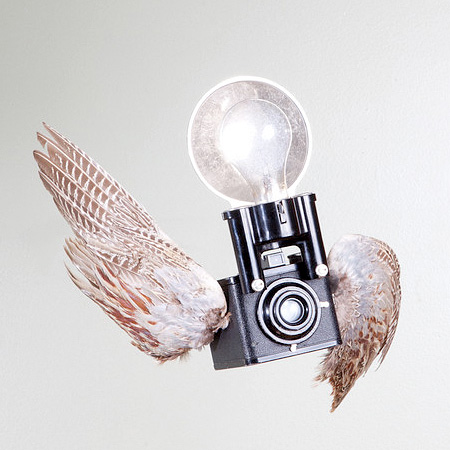 Camera Birds Sculptures