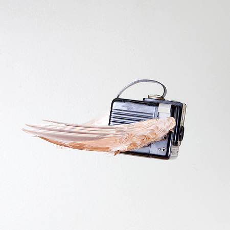 Camera Bird Sculptures