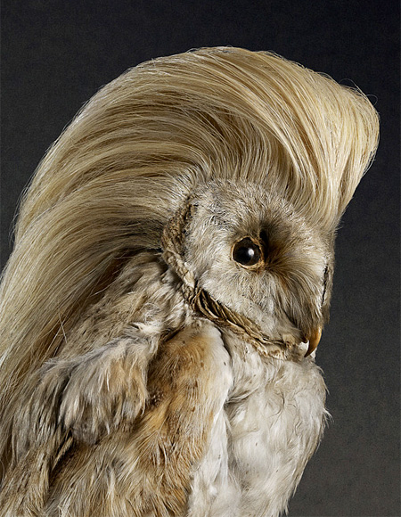 Bird Hairstyle