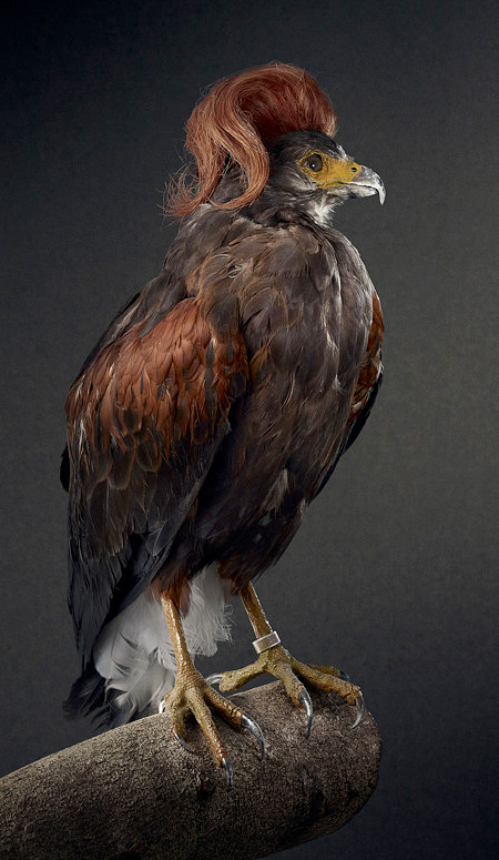 Birds with Stylish Hairstyles