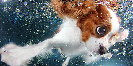 Underwater Puppies