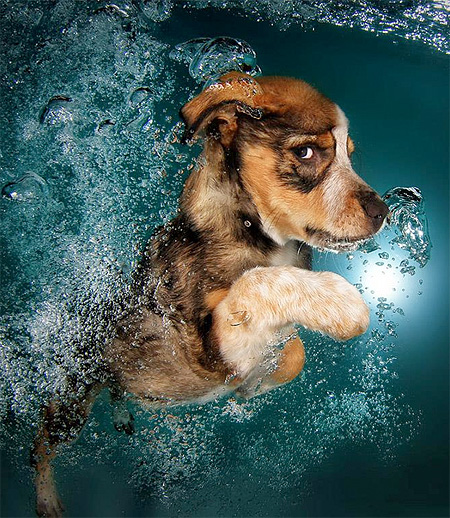 Underwater Doggies