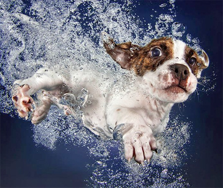 Underwater Puppy