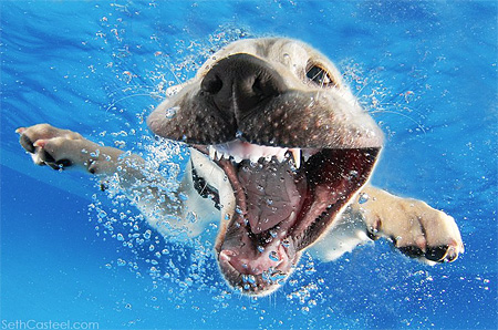 Underwater Doggy