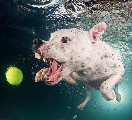 Swimming Puppies