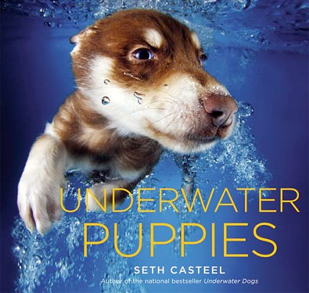 Underwater Puppies by Seth Casteel