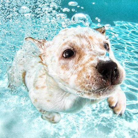 Swimming Puppy