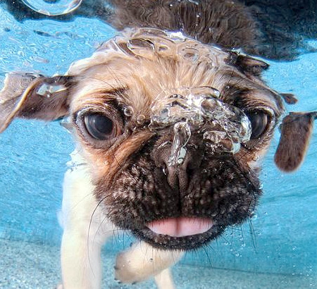 Swimming Doggy