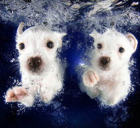 Underwater Doggies by Seth Casteel