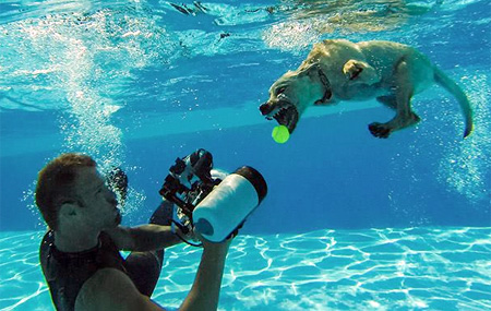 Seth Casteel Underwater Puppies