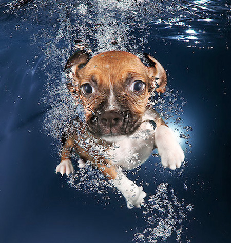 Seth Casteel Underwater Doggies