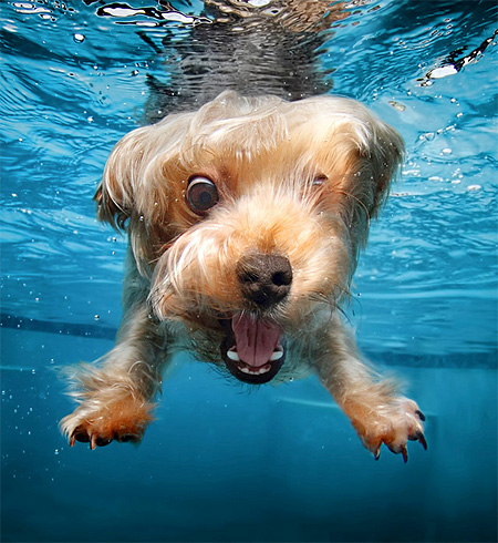 Underwater Canines
