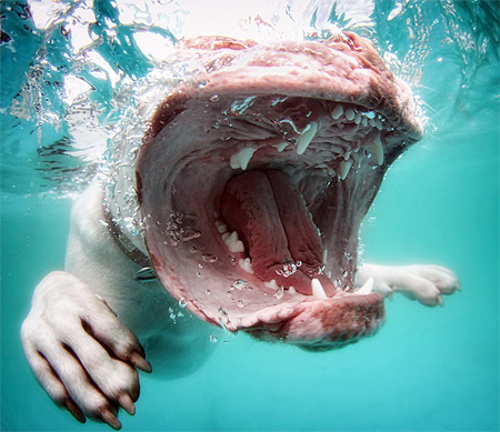 Swimming Canines