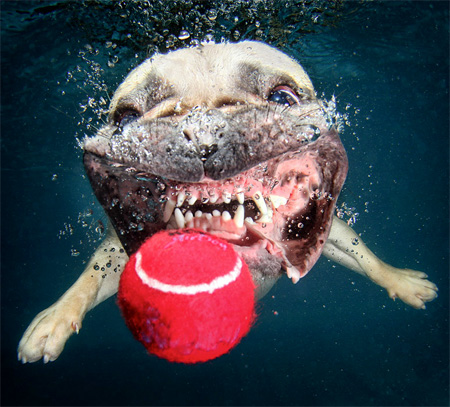 Underwater Pets