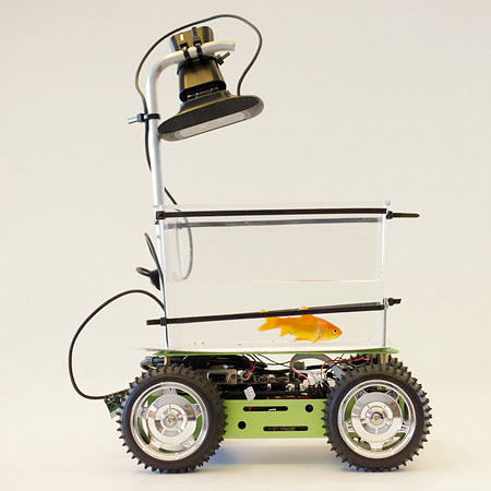 RC Car Aquarium