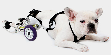 Dog Wheelchair