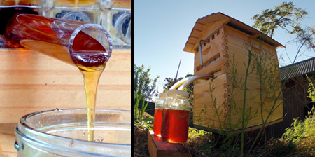 Honey on Tap