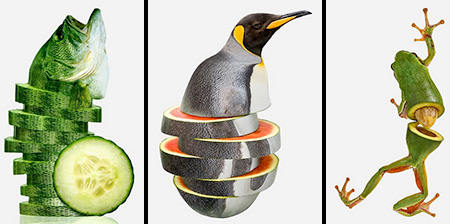 Animal Food Hybrids