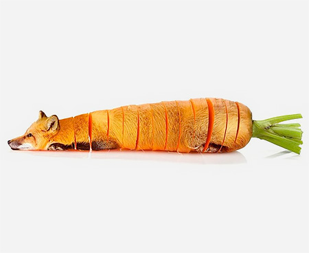Carrot Fox