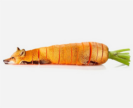 Carrot Fox