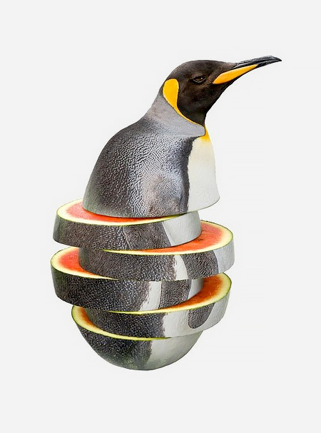 Penguin Melon