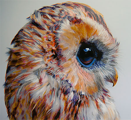 Owl Drawings
