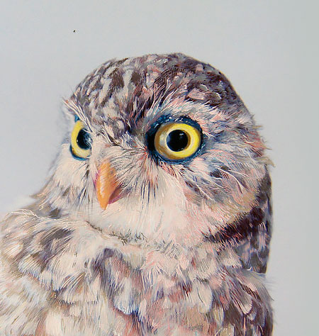 John Pusateri Owl